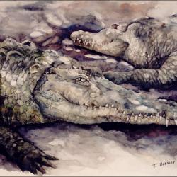 Cocodrilario 20"x30" watercolor