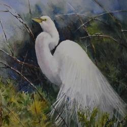 Snowy Egret